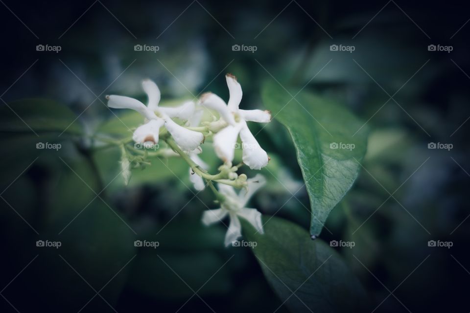 Jasmine close up