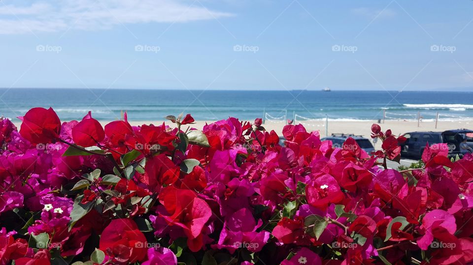 Flowers and gardens by the beach