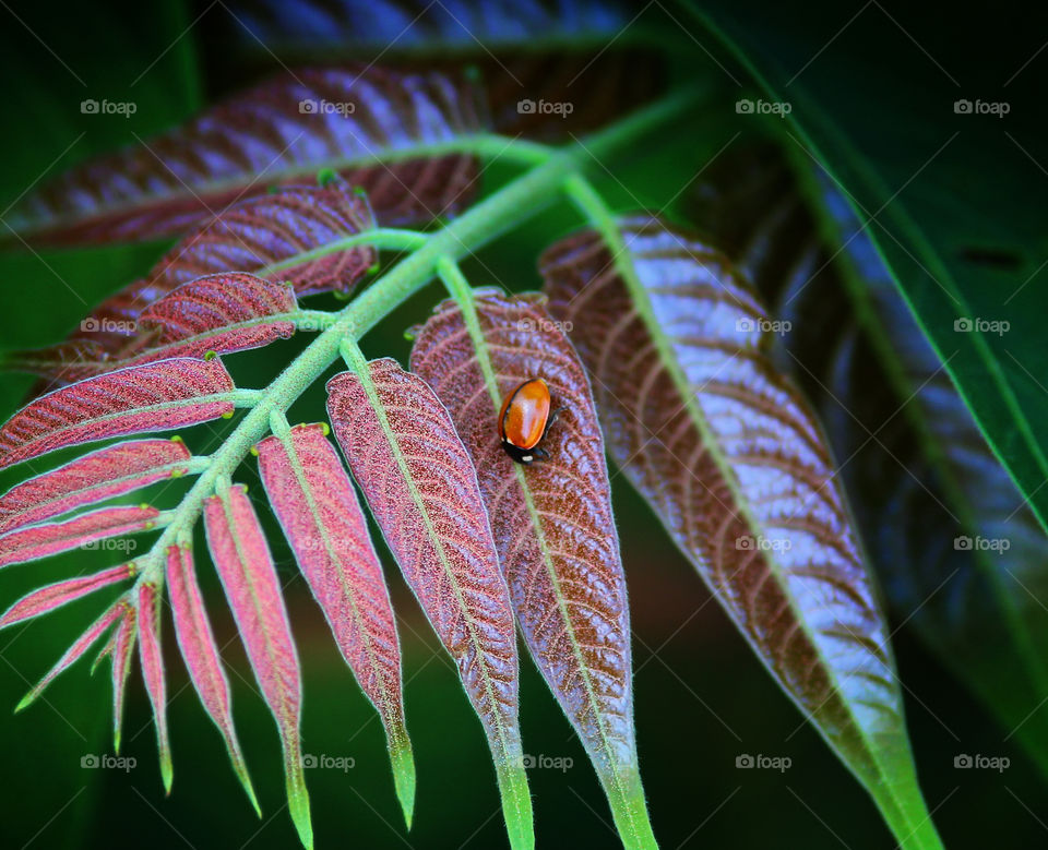 Ladybug on red leaves