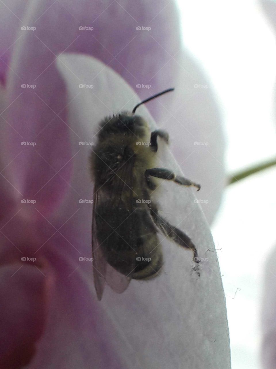 bee