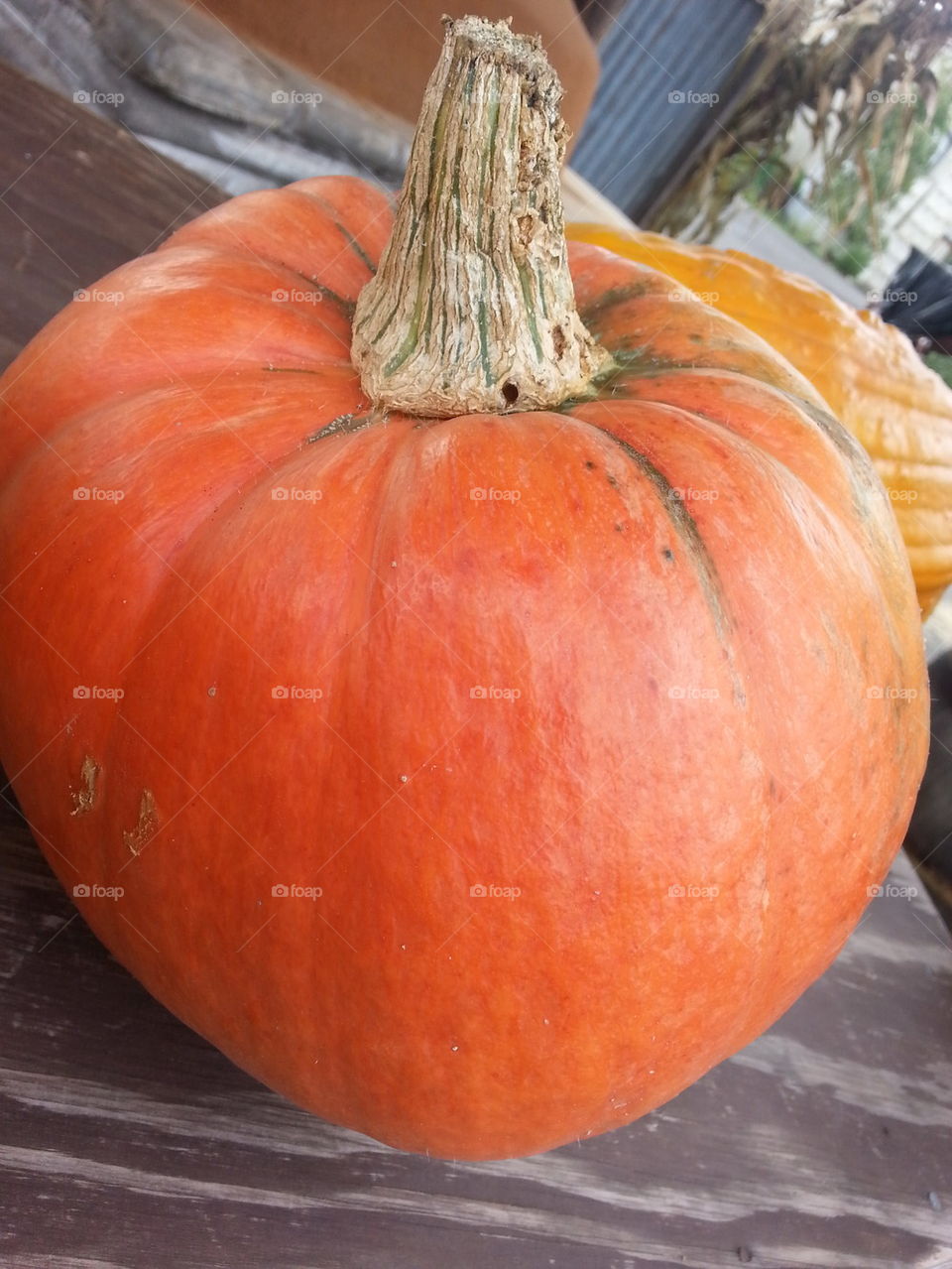 pumpkin