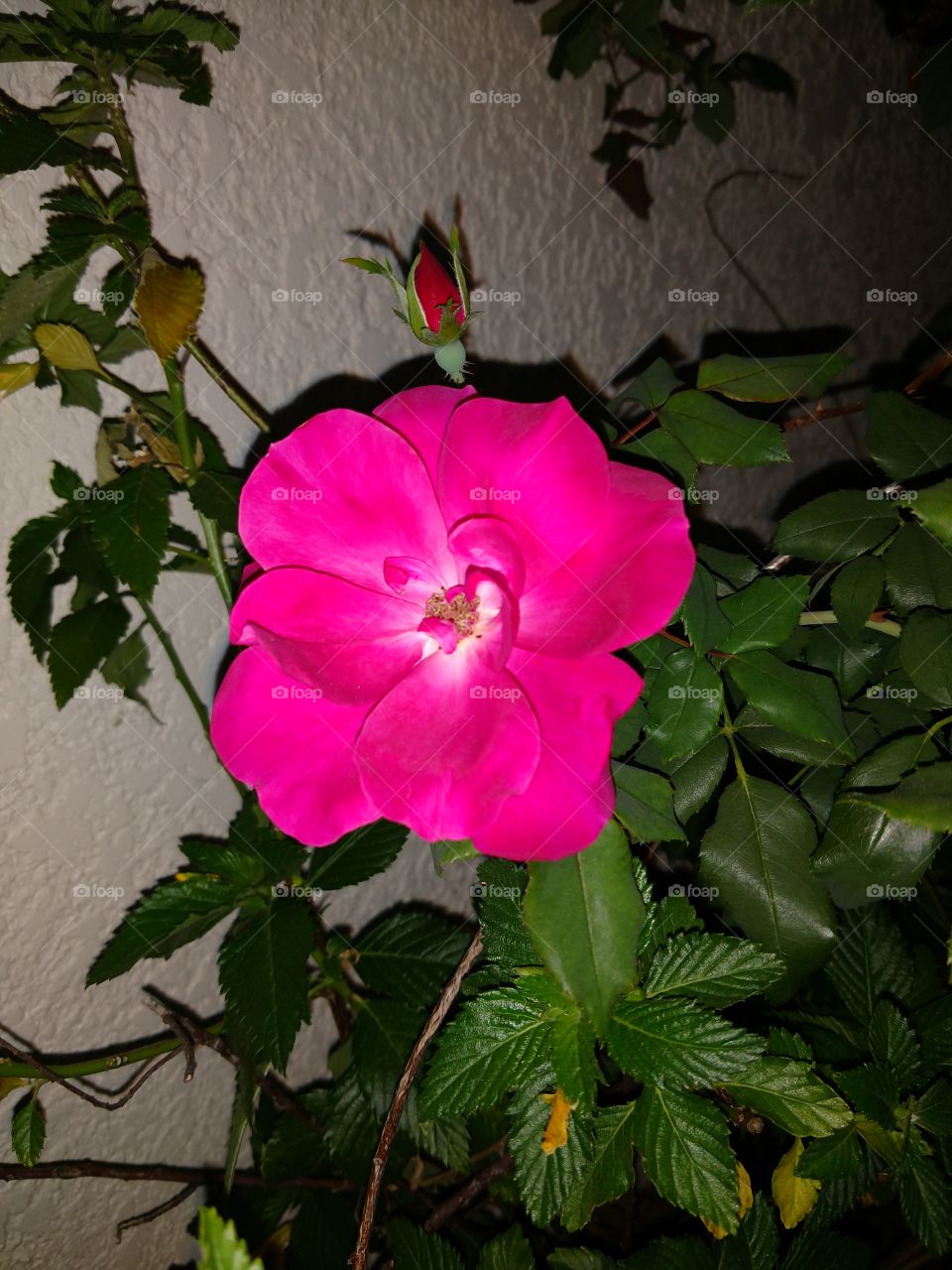 una rosa de color rosa