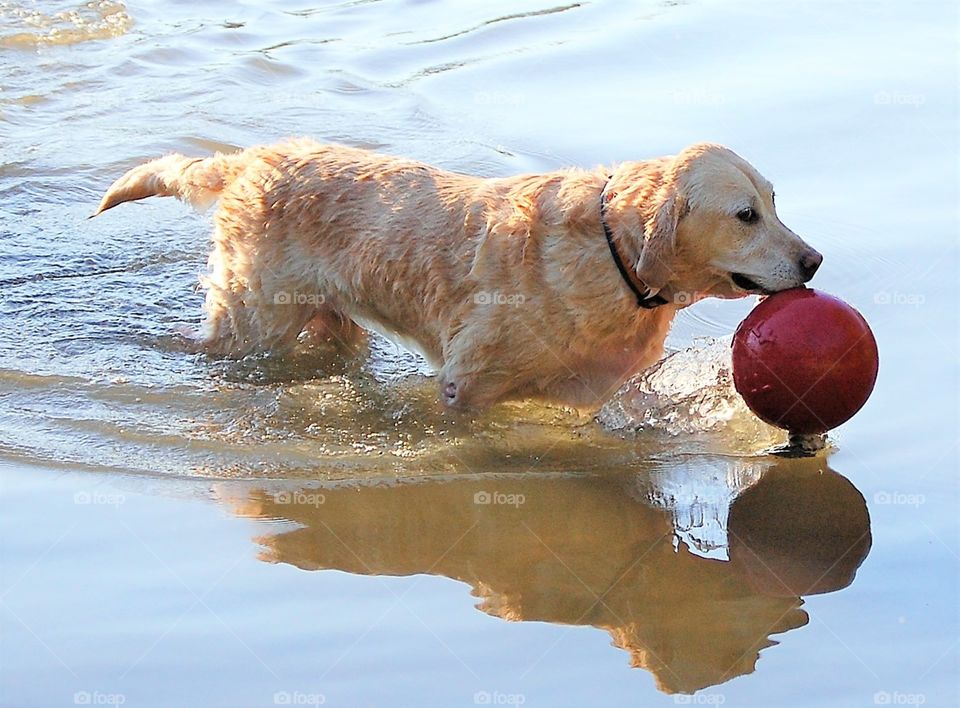 Yellow Labrador retriever in the water with a ball, reflection 