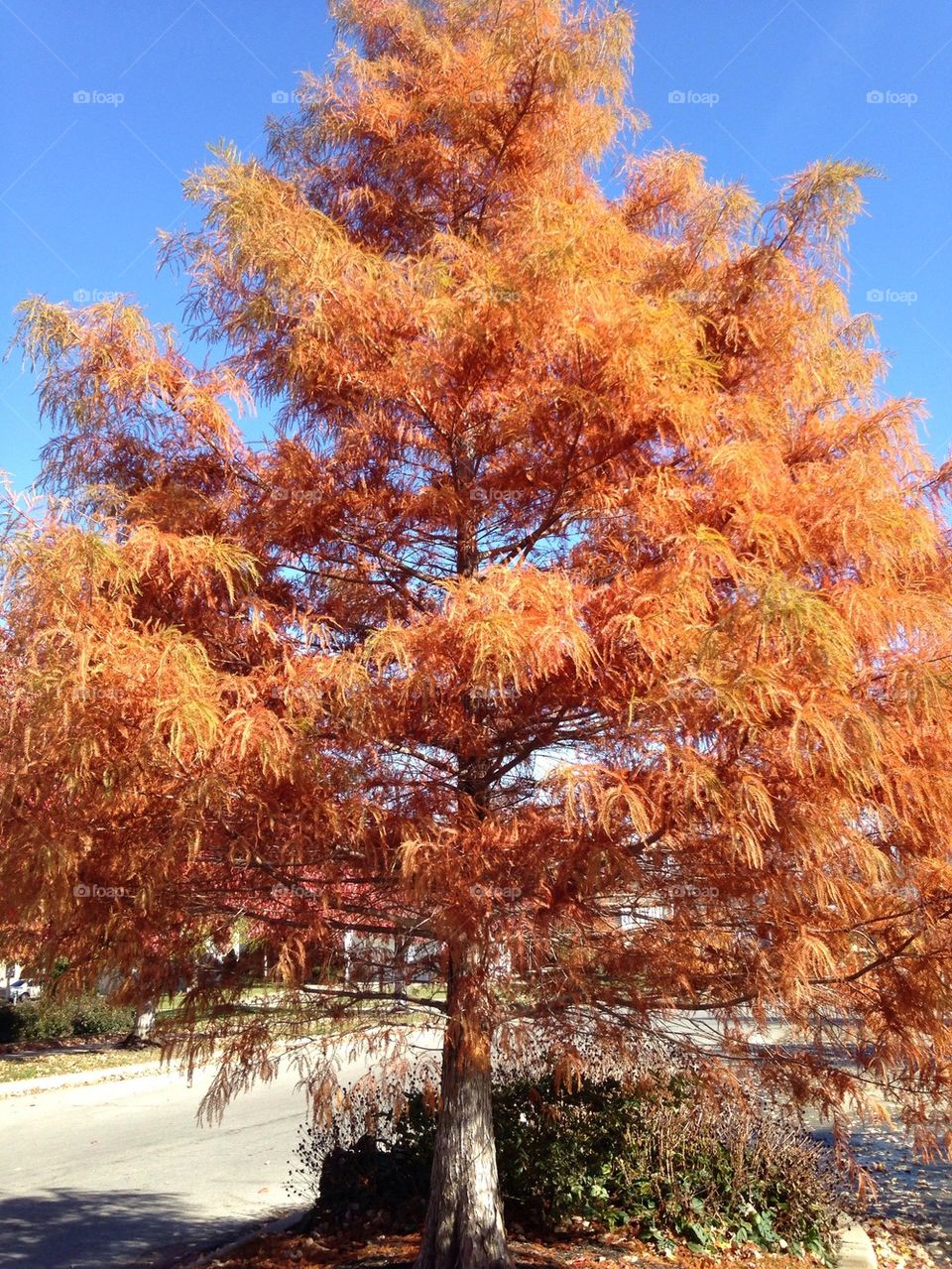 Golden Autumn