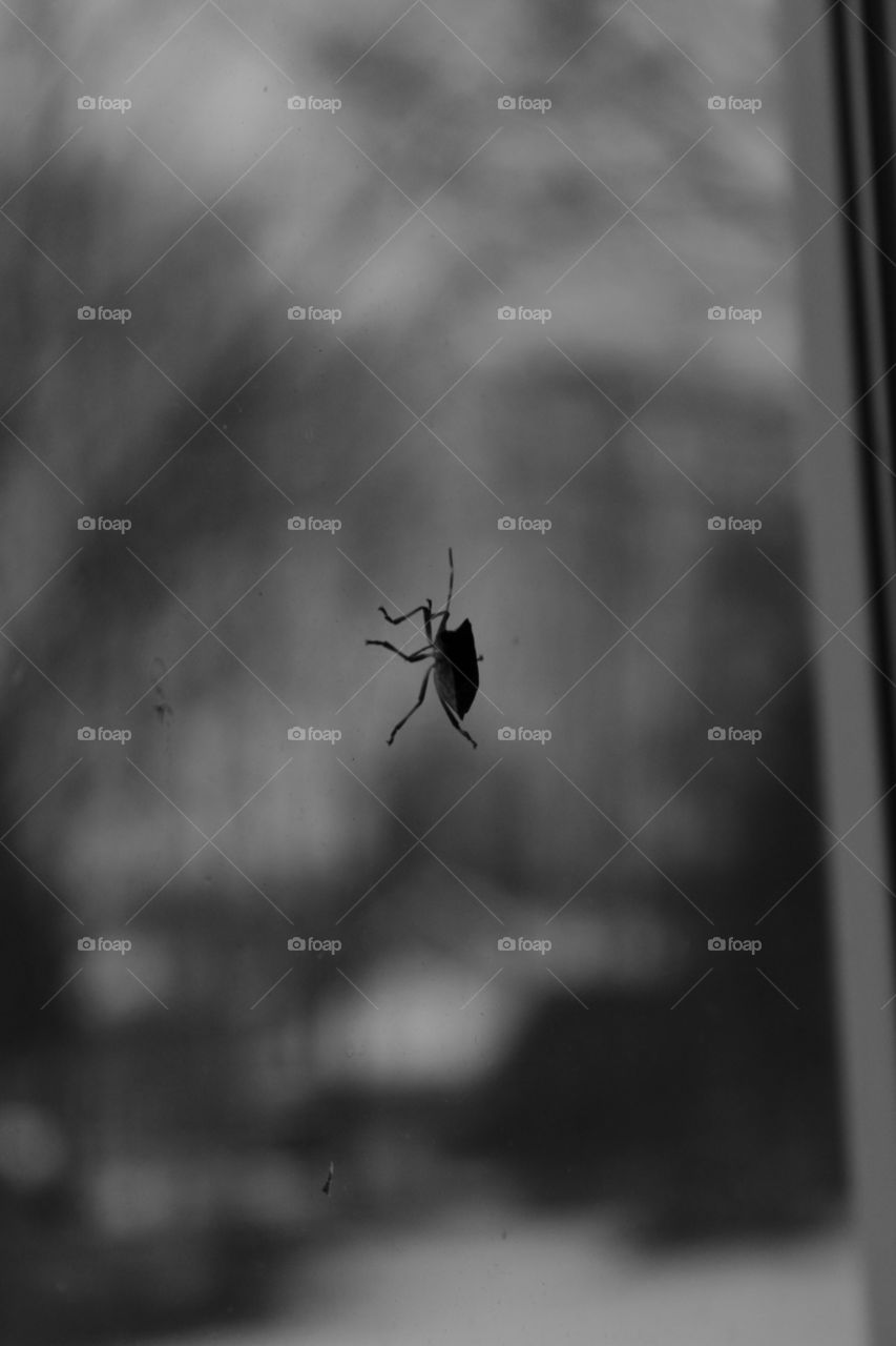 Dark, black and white image of a bug perched on a window