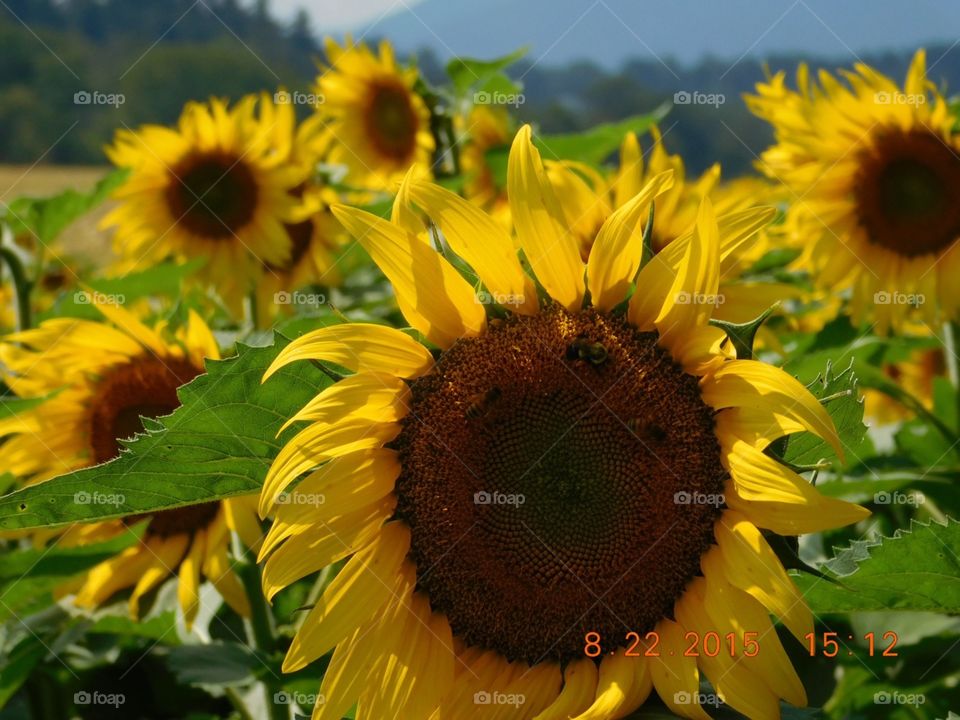 Sunflowers. I love sunflowers 