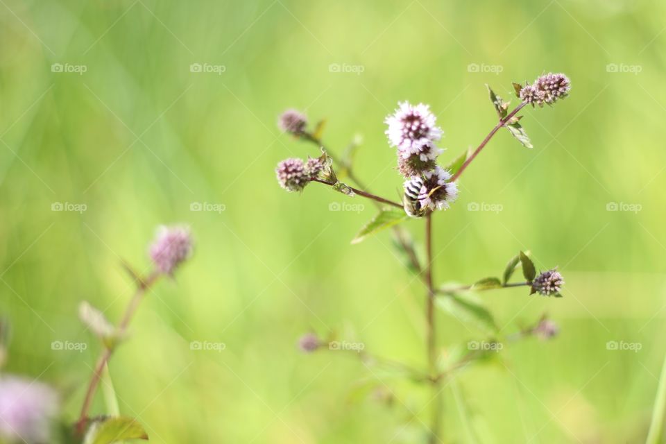 Bee on flower