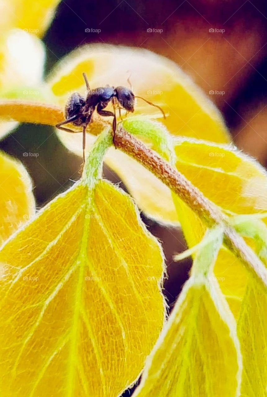 Macro Photo: Ant