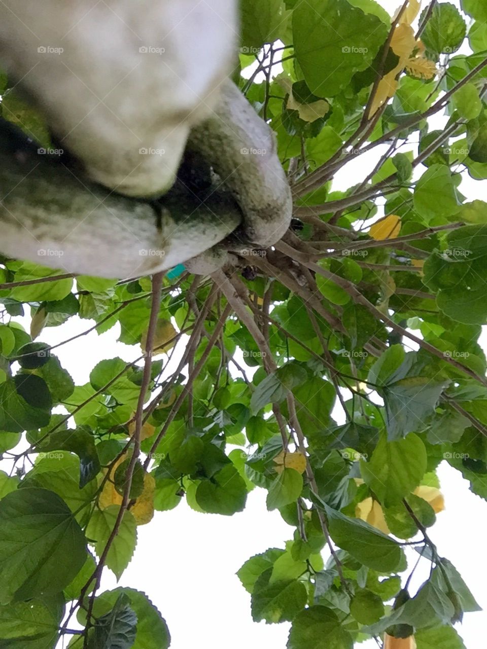Hibiscus tree from below
