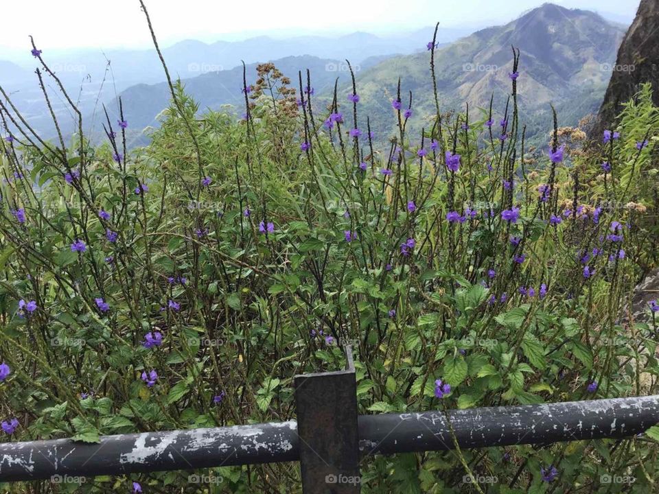 Nature create beauty