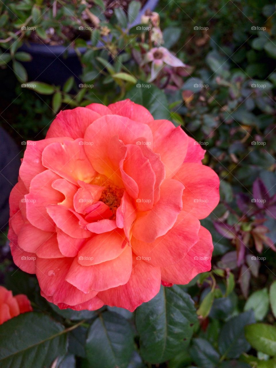 Rose by any other name. Beautiful tropicana rose at a farmers market in Oklahoma.