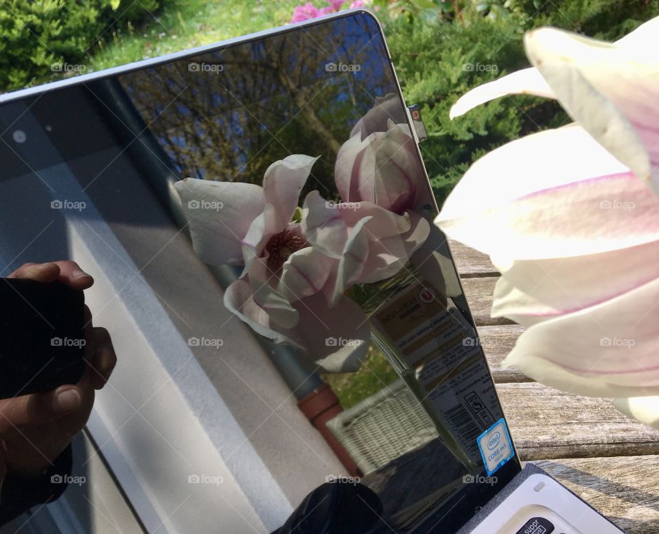 Magnolia reflection on screen 