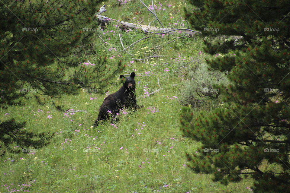 Curious black bear in Yellowstone 