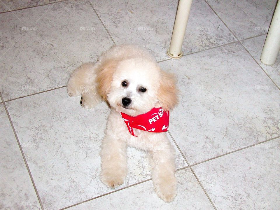 A dog sitting on floor