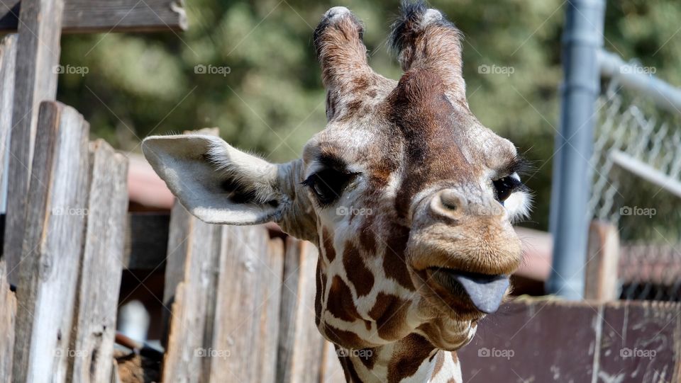 A giraffe being silly as he stick his tongue out at the crowd. 