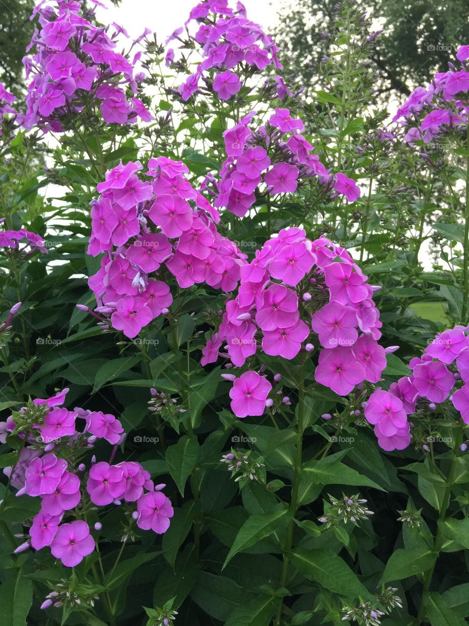 Foxy Phlox. Beautiful purple blooms on strong steady stalks, the Phlox is one of my favorite flowers.