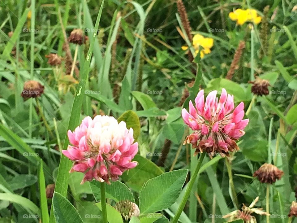 Pink clover flowers 