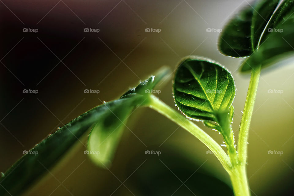 Close-up of wet plant