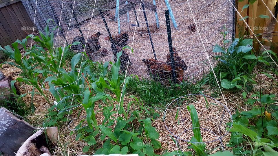 Urban Farmers- Corn, squash, and bean (three sisters) garden growing around a chicken coup in the middle of the city.