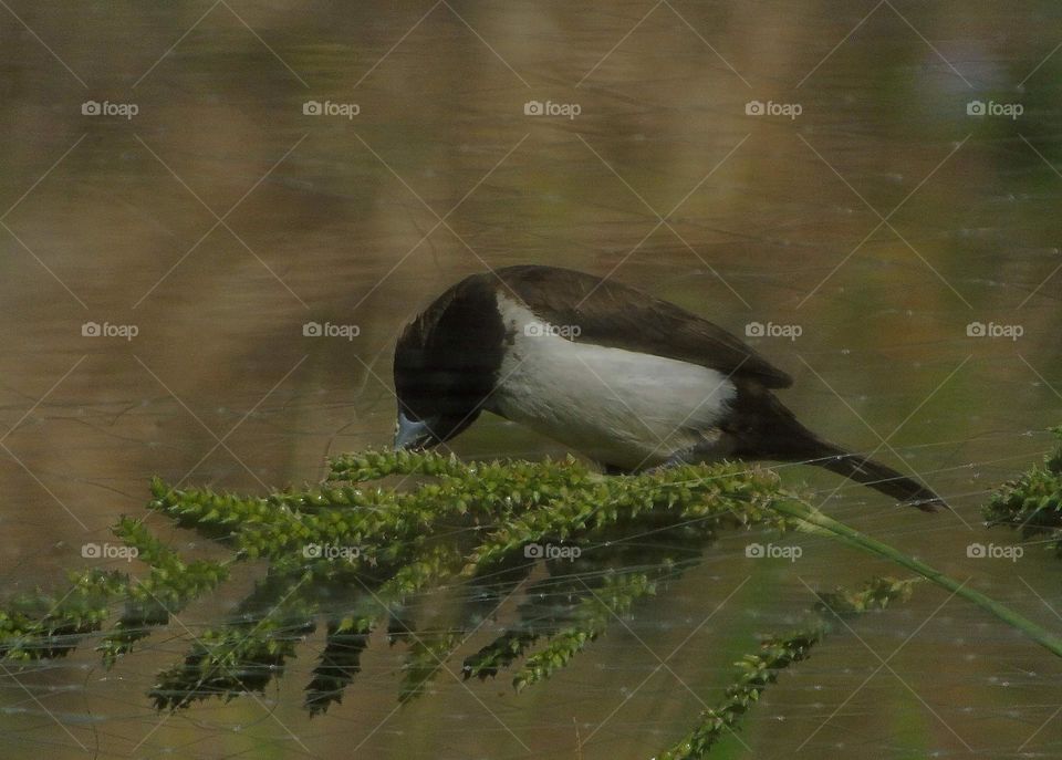 Javan munia. Interest to feed wild graminae seed which not far from the rice field. Mature plant grown. And there's snow white abdominal coloured with old brown wings & black head .