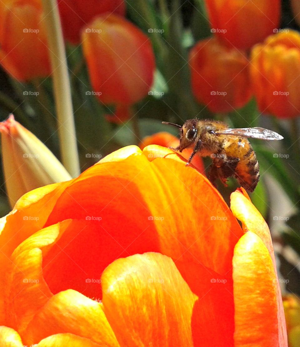 tulip pollinator