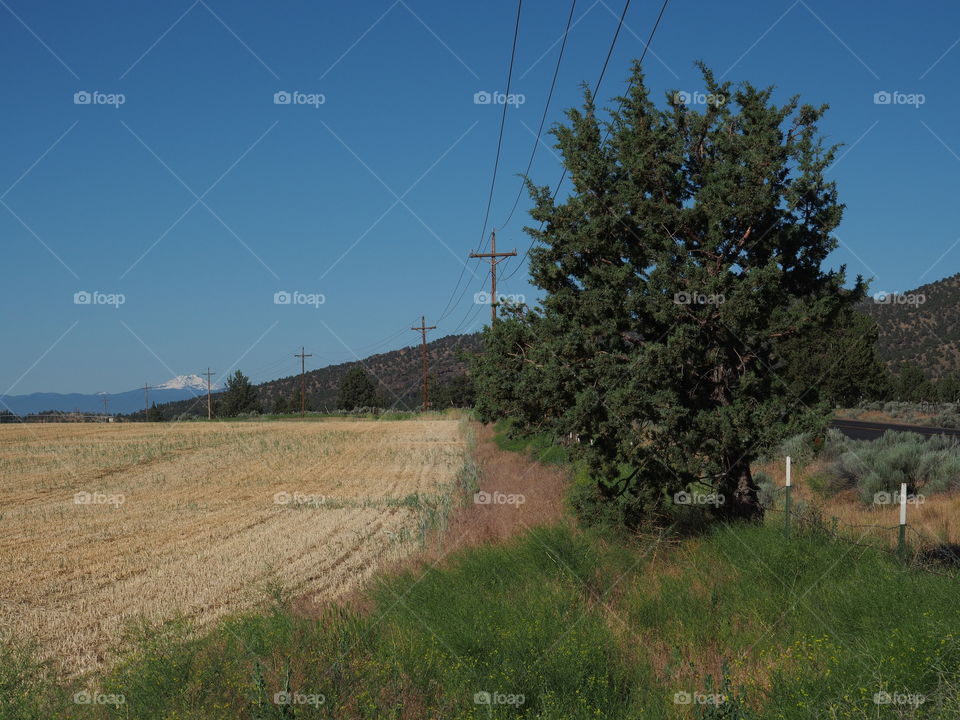 Telephone poles curve around a large juniper tree and a hay field in rural Central Oregon on a sunny summer day. 