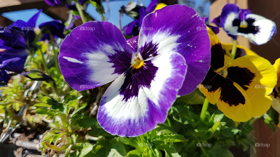 Purple Pansy flower in hanging basket on a sunny day