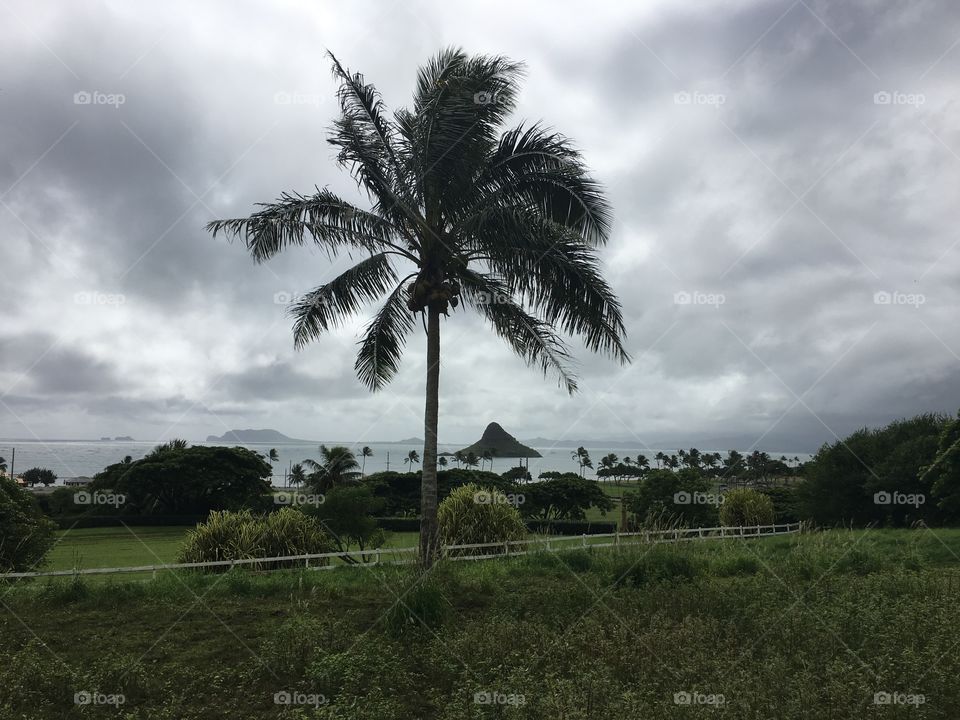 Hawaii Palm Tree View