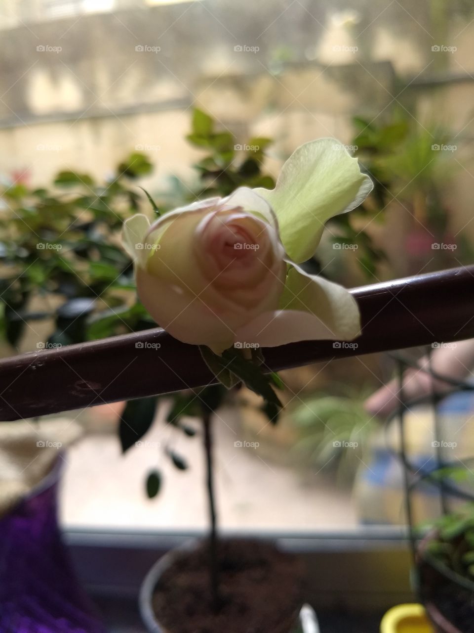 Resting rose Impurity