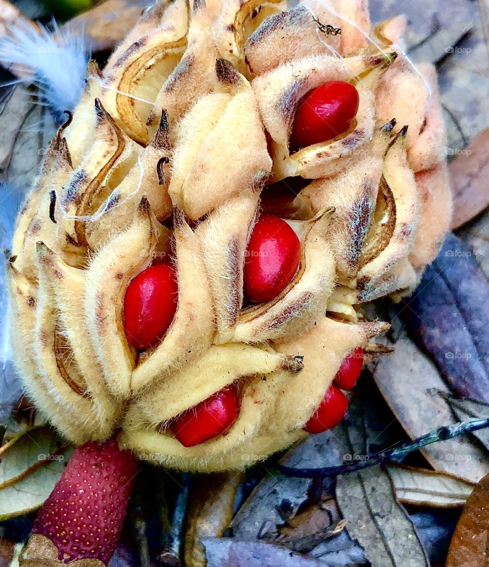 Magnolia seeds