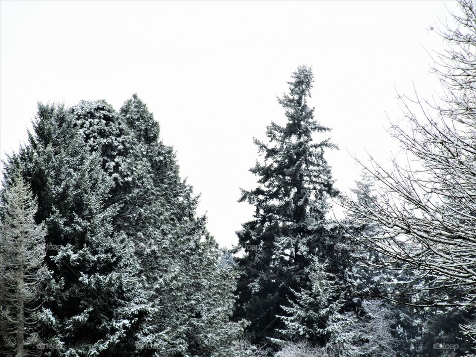 trees after a snow