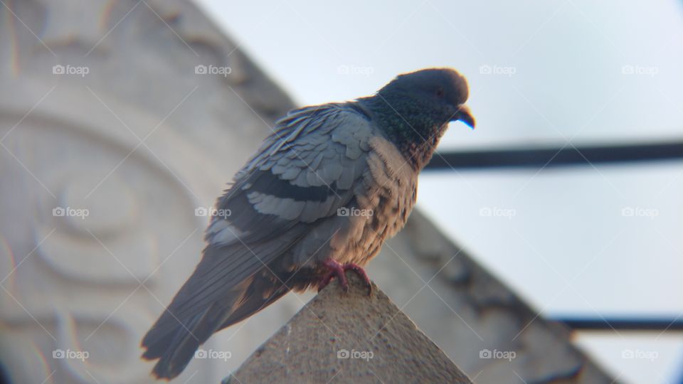 Pigeon in morning