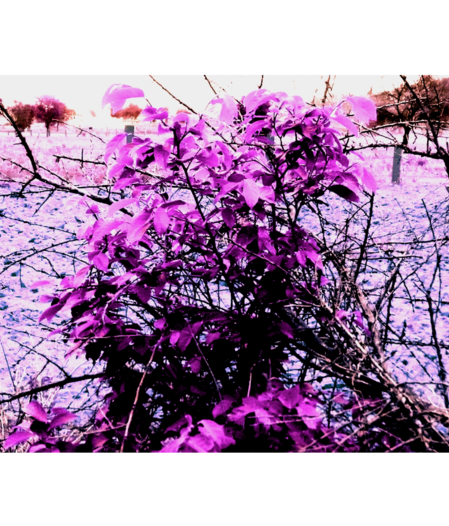 forest flower image