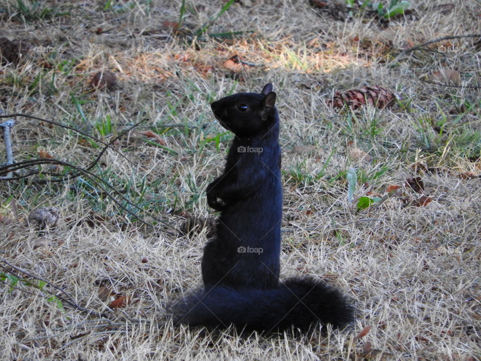 Black squirrel 