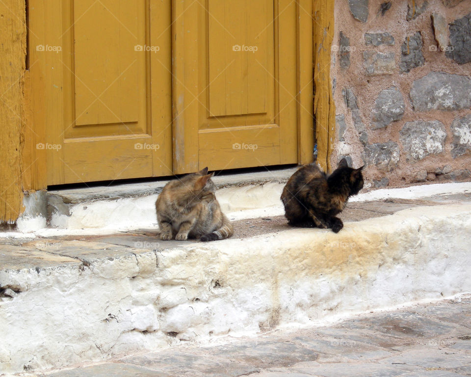 Cats on Hydra
