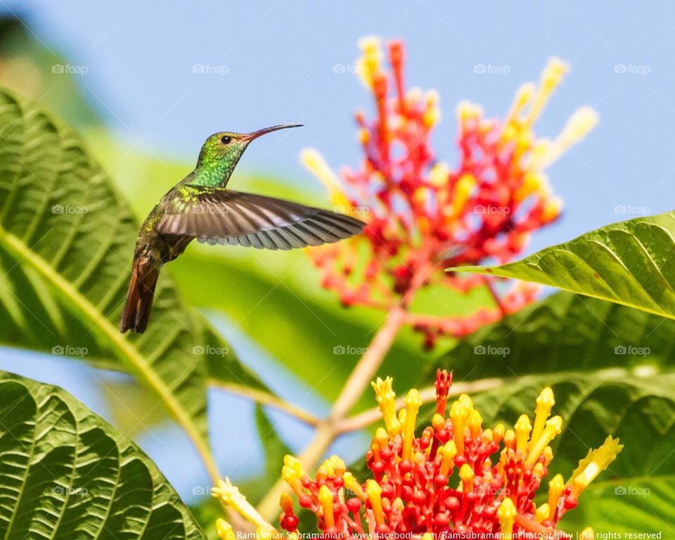 Roufous-tailed hummingbird
