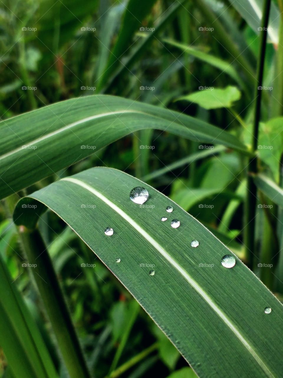 water drops