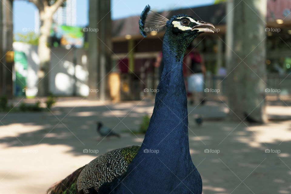 A peacock strolling outside the Barcelona Zoo. The peacock is super colorful and beautiful. It never opened its tail.