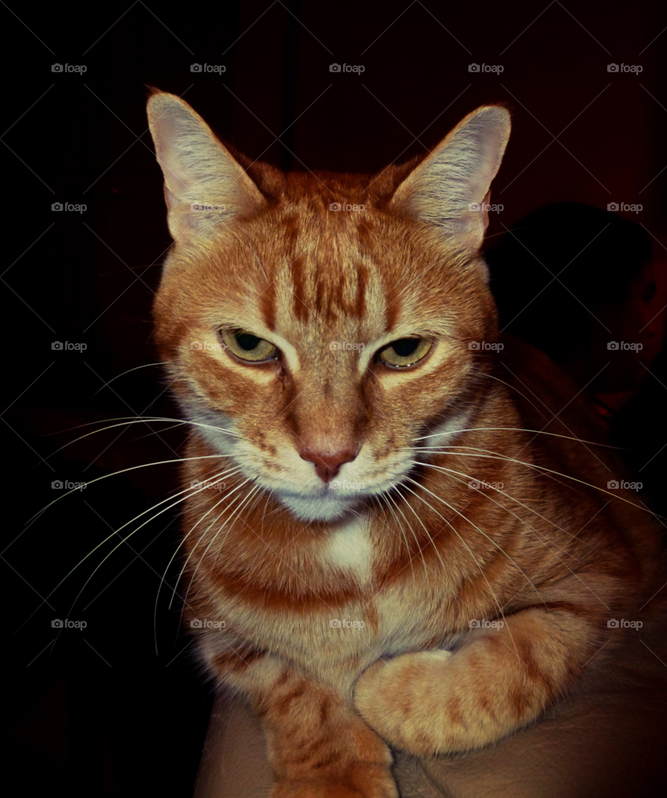 orange house cat animal by jmsilva59