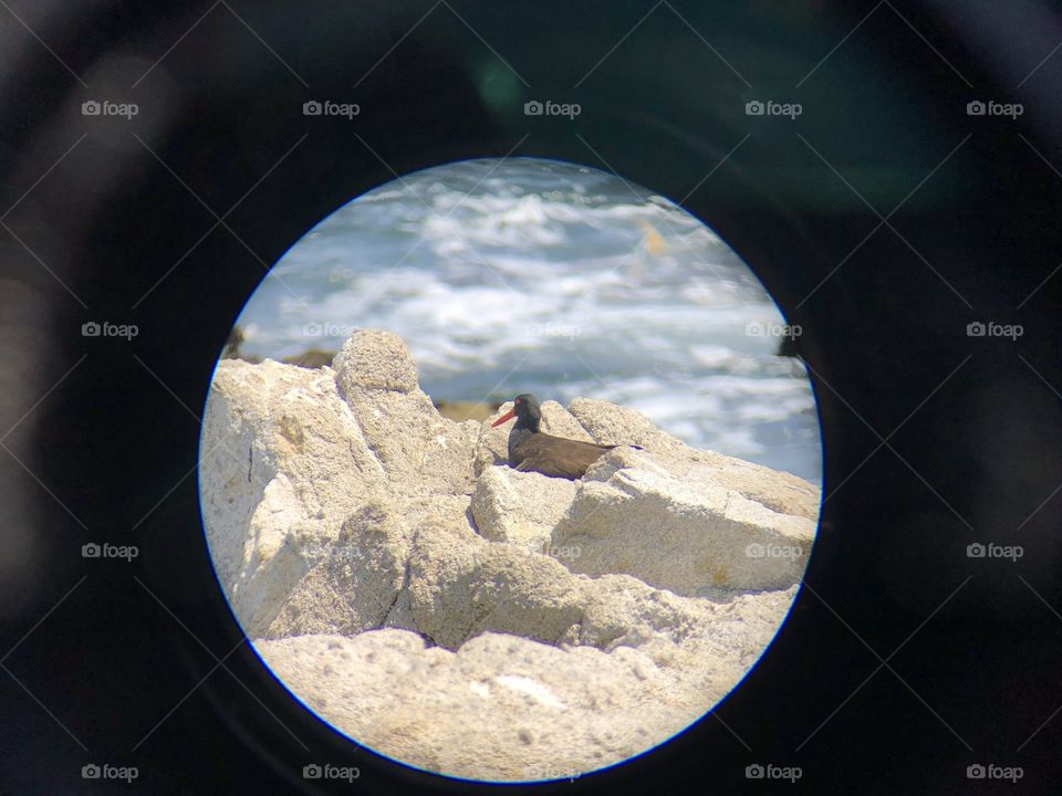 View to a bird nesting site