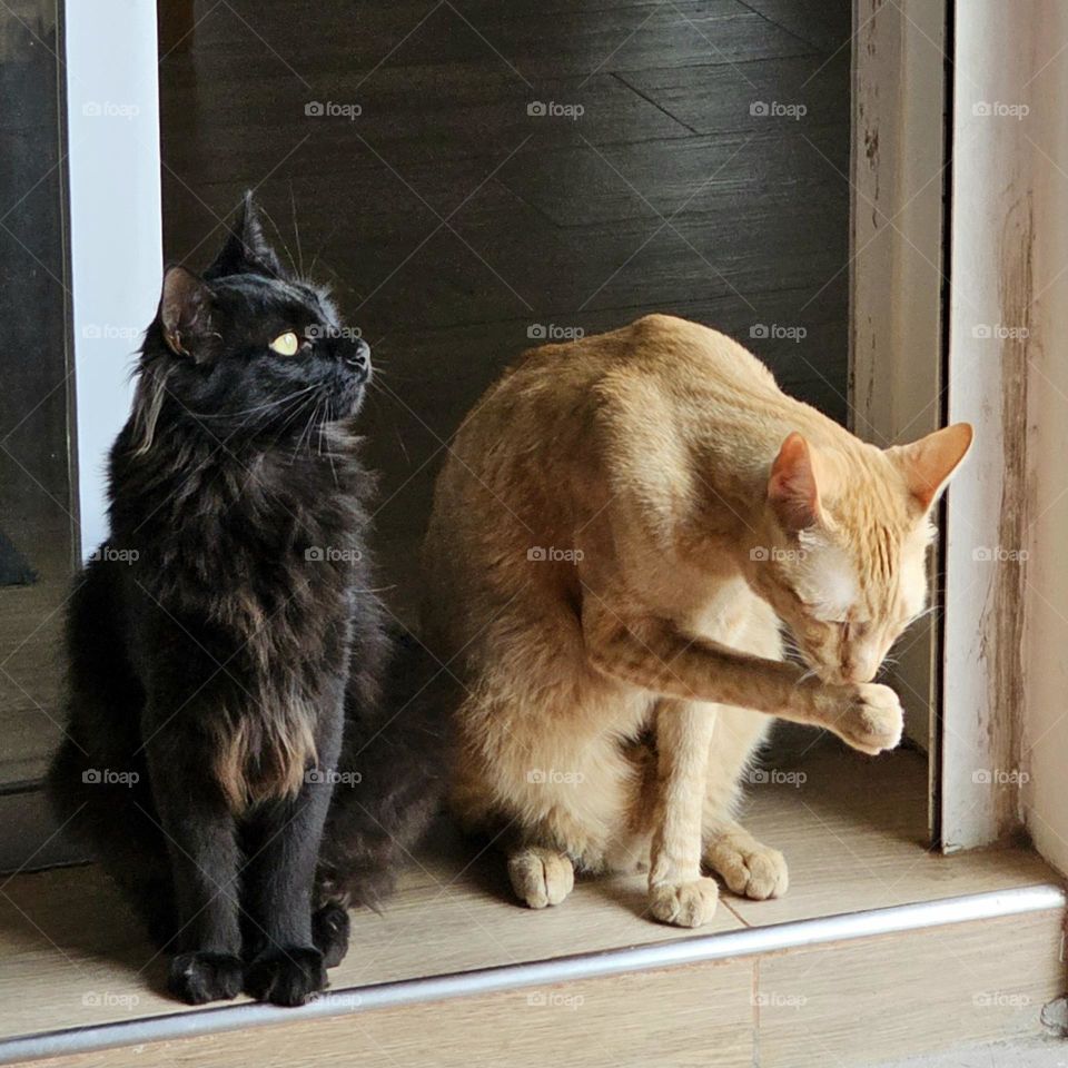 "Toga and Tango, side by side". black and orange rescue cats are like brothers, and one does what the other does. They are copy cats.
