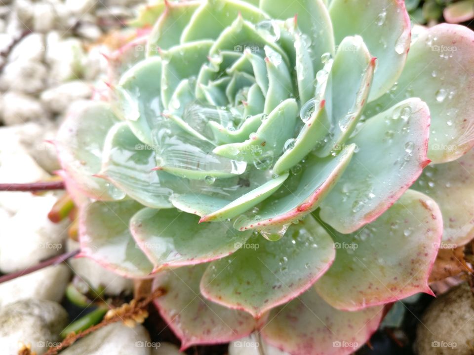 Water drops in Succulent