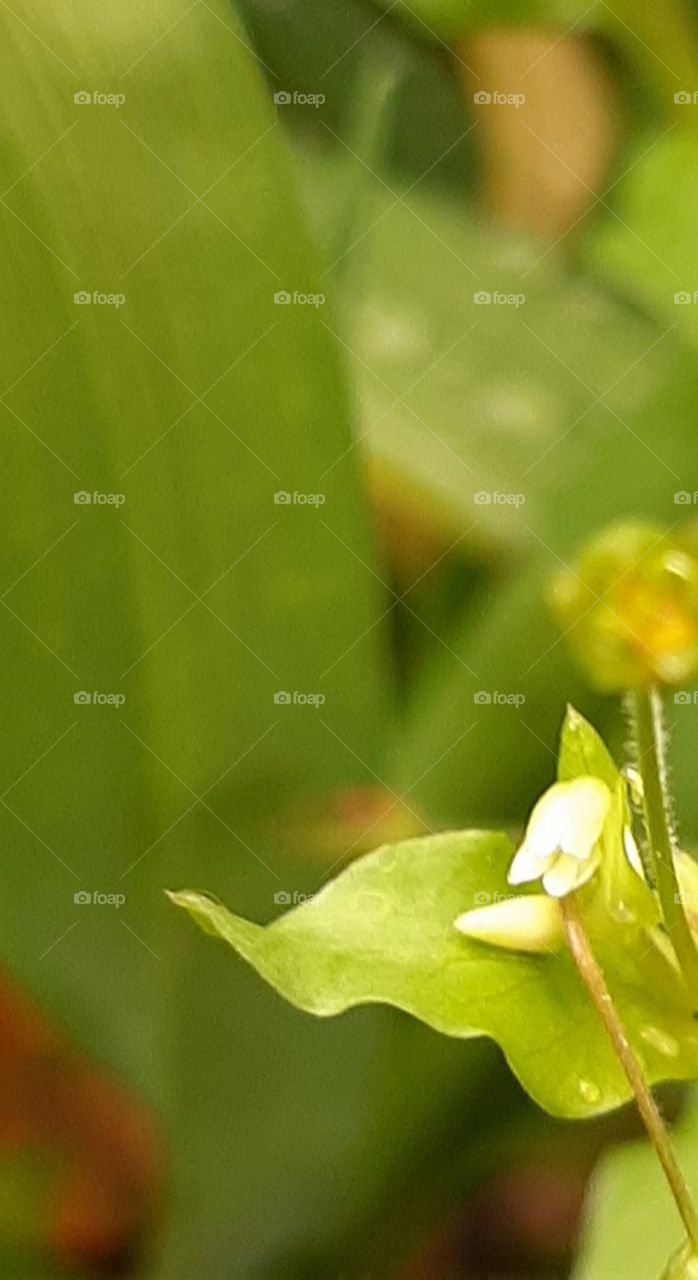 flower buds cradled by delicate green leaf