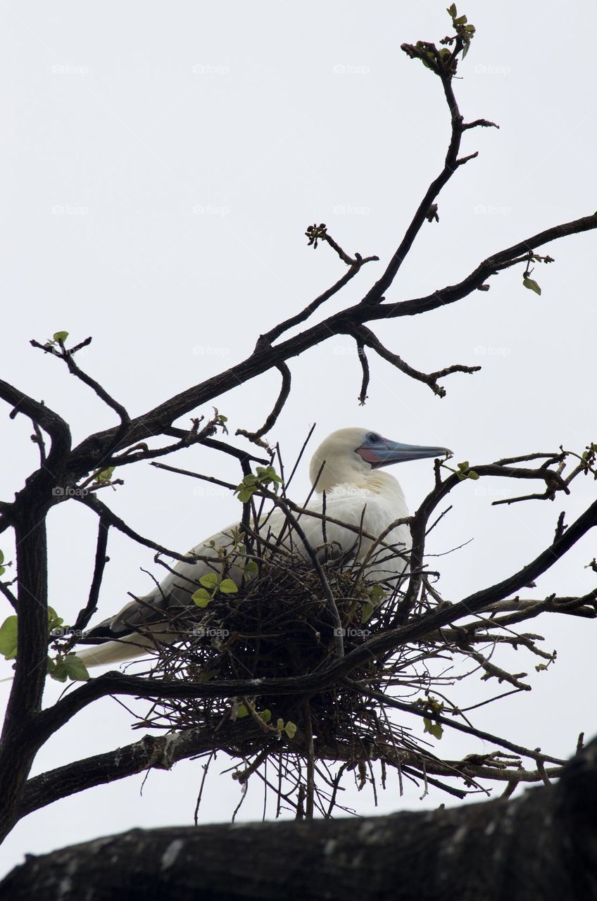 White bird with blue beak