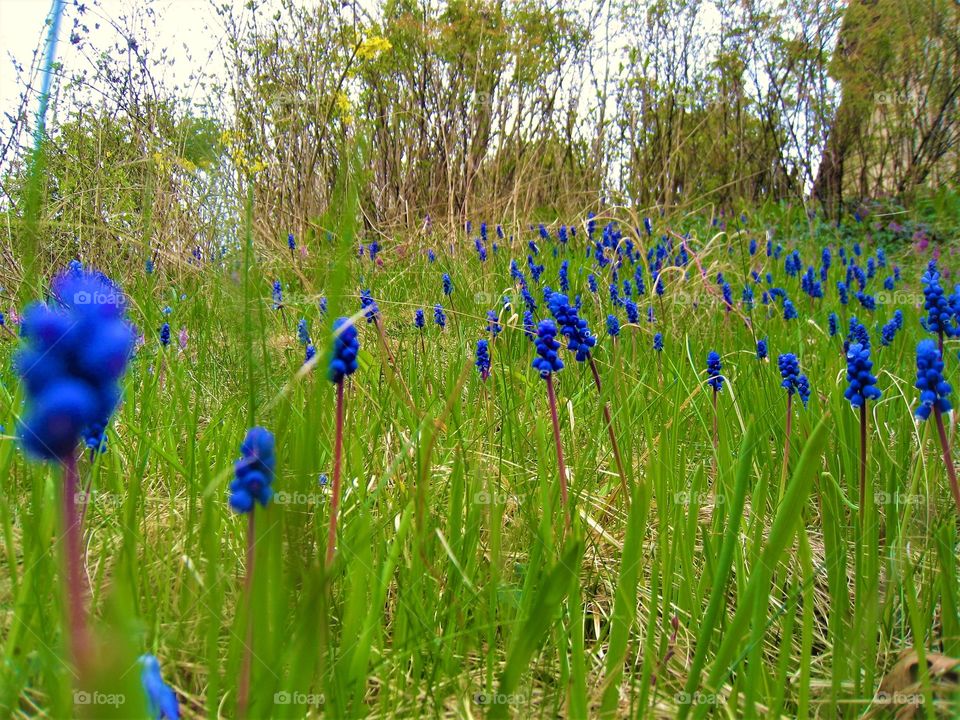 Flower blue green Grass  day ourdoor