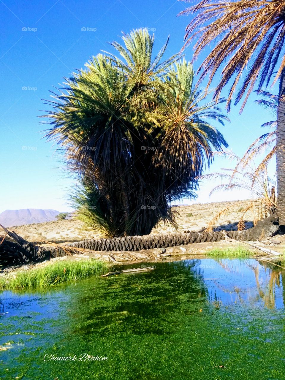 A palm tree in a.oasis ,a beautiful spot in the region of Guelmim