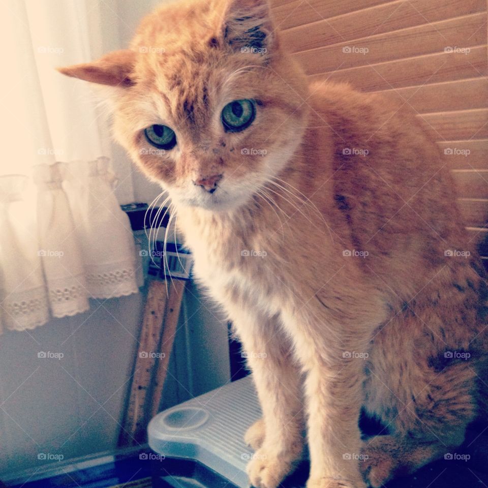 Old, sick stray cat found on sidewalk. Brought him inside, named him Mac A. Roni. Vet confirmed late stage renal failure among other serious health issues. Condition deteriorated quickly, he was compassionately euthanized a few days after this photo.