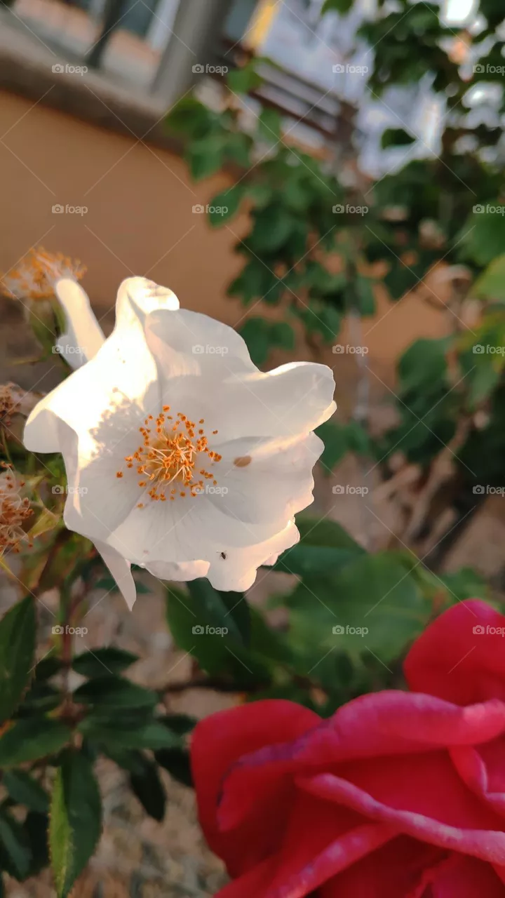 Rose arvensis.