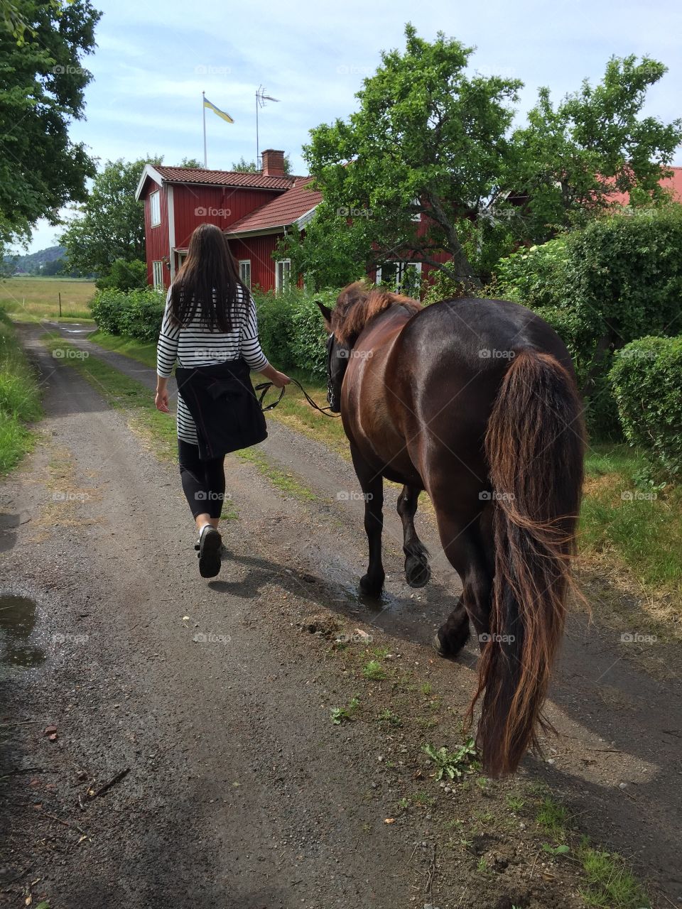 Horse walk