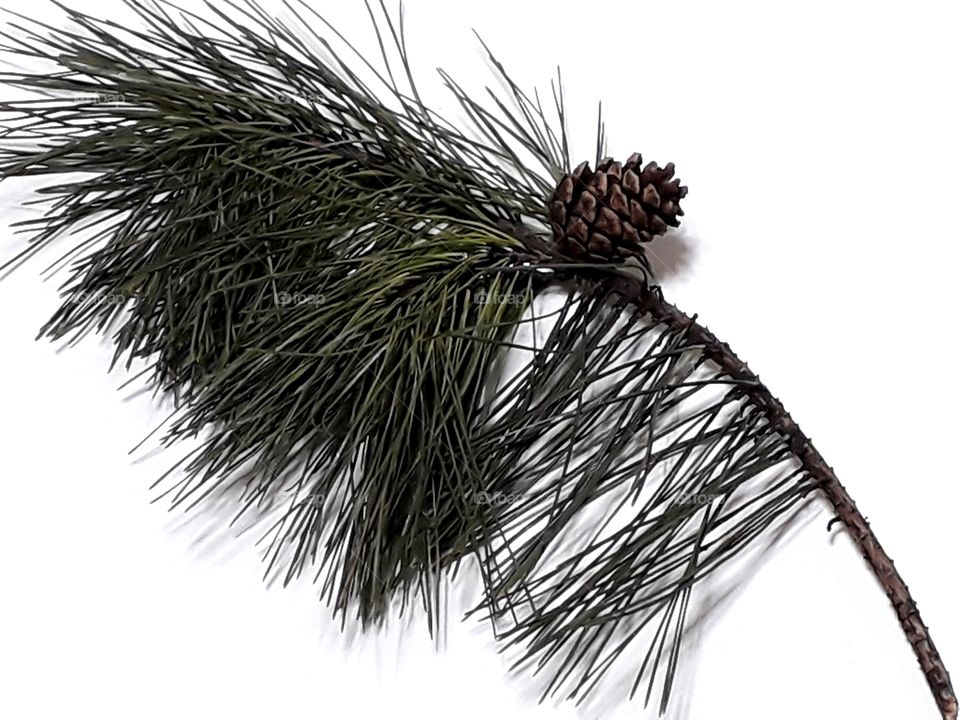A branch of pine tree with cone on the white background